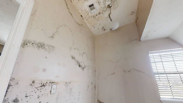 Best Dehumidification Services  in Ohatchee, AL