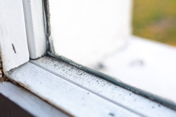 Professional Mold Removal in Ohatchee, AL