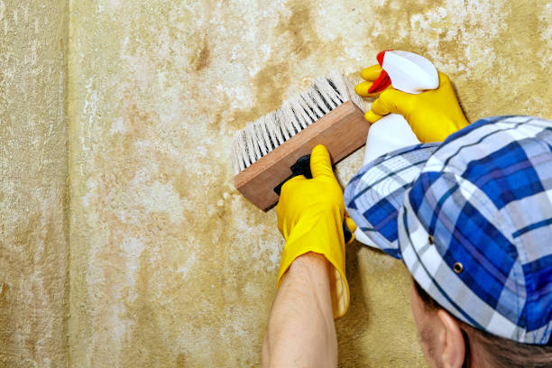 Best Asbestos and Lead Testing During Mold Inspection  in Ohatchee, AL