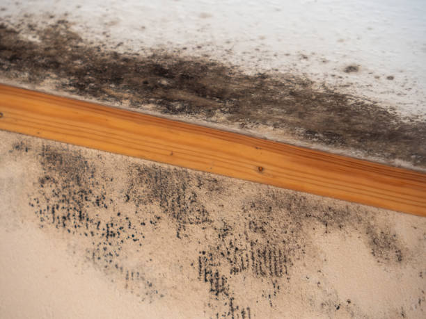 Best Comprehensive Air Testing for Mold Contaminants  in Ohatchee, AL